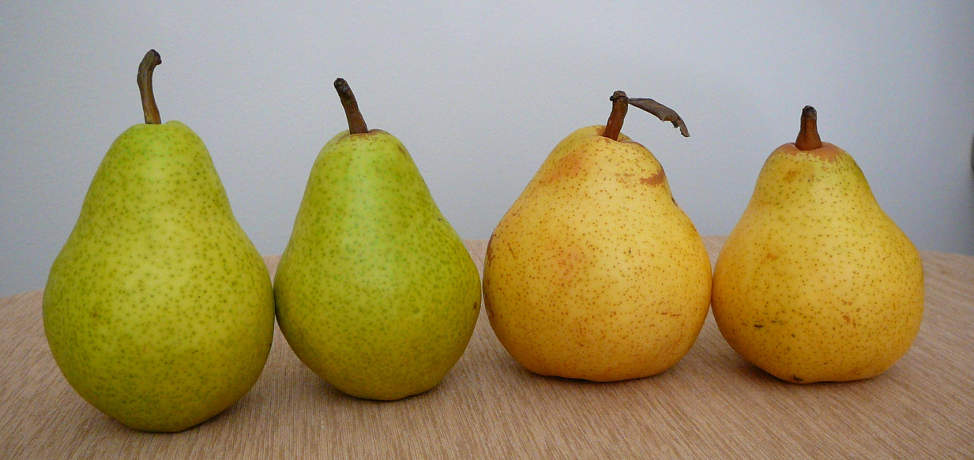benefits of pears