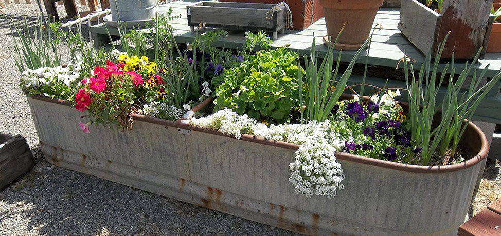 Unusual garden containers